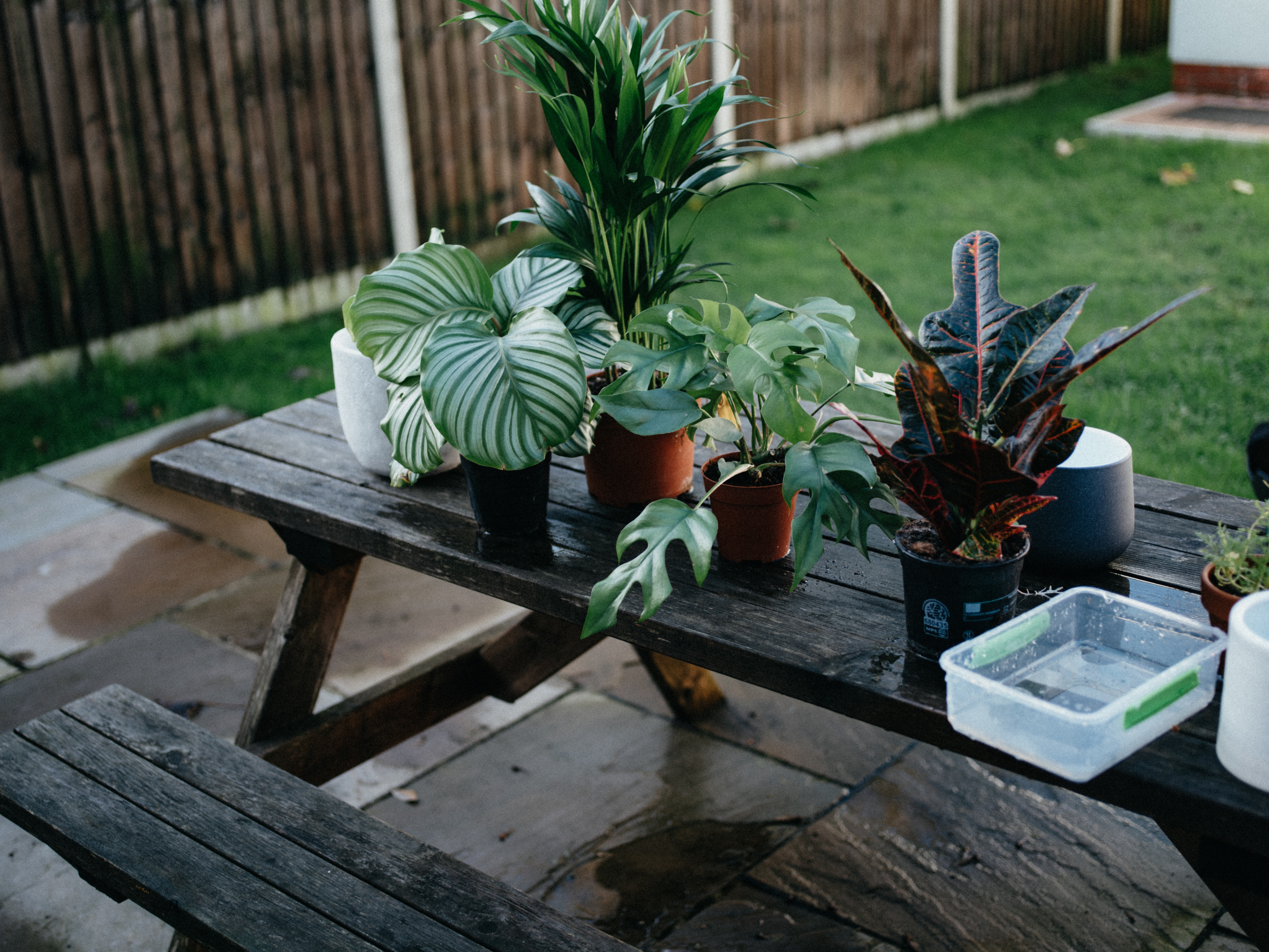 a garden
